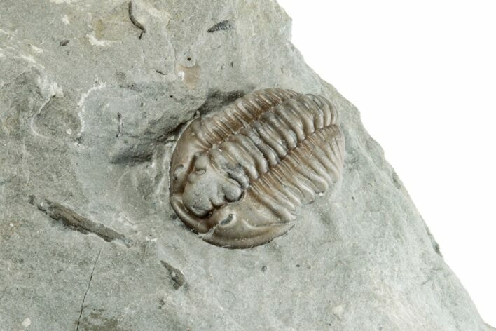.75" Partially Enrolled Flexicalymene Trilobite - Ohio